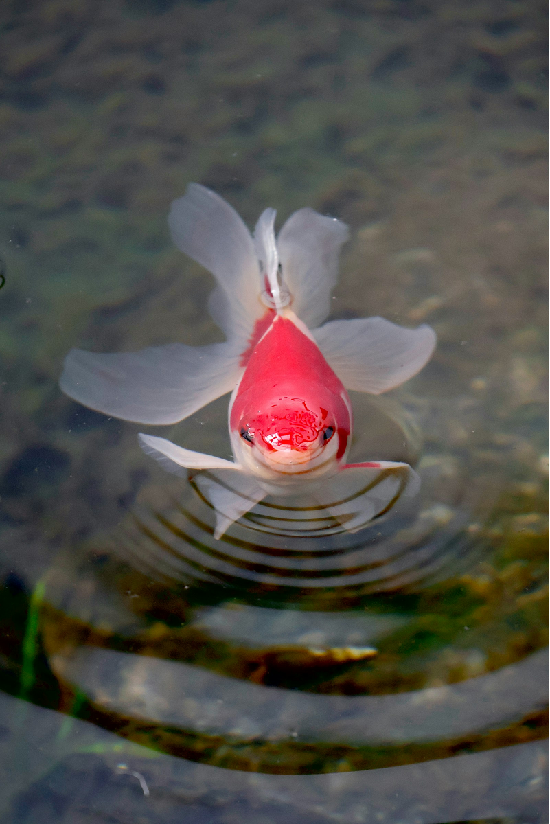 Koi Fish